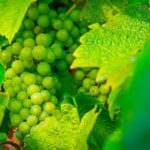 Radio Biwak 18.08 - Jasło (zdjęcia) 11 - Polskie Radio Rzeszów Radio Biwak 18.08 - Jasło (zdjęcia) - Polskie Radio Rzeszów