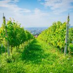 Radio Biwak 18.08 - Jasło (zdjęcia) 19 - Polskie Radio Rzeszów Radio Biwak 18.08 - Jasło (zdjęcia) - Polskie Radio Rzeszów