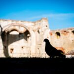 Radio Biwak 24.08 - Zamek w Janowcu (zdjęcia) - Polskie Radio Rzeszów