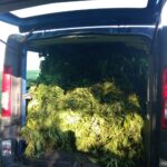 Policjanci odkryli w gminie Haczów plantację konopi indyjskich 3 - Polskie Radio Rzeszów Policjanci odkryli w gminie Haczów plantację konopi indyjskich - Polskie Radio Rzeszów