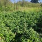 Policjanci odkryli w gminie Haczów plantację konopi indyjskich 5 - Polskie Radio Rzeszów Policjanci odkryli w gminie Haczów plantację konopi indyjskich - Polskie Radio Rzeszów