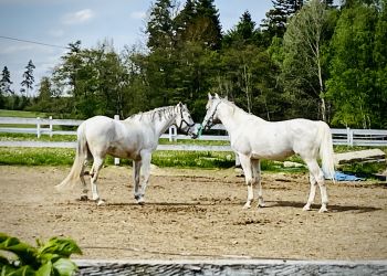 Aukcja koni arabskich Pride of Poland w&nbsp;Janowie Podlaskim.