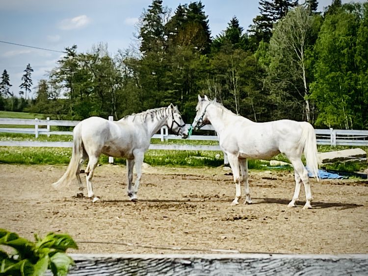 Aukcja koni arabskich Pride of Poland w Janowie Podlaskim. 1 - Polskie Radio Rzeszów Aukcja koni arabskich Pride of Poland w Janowie Podlaskim.