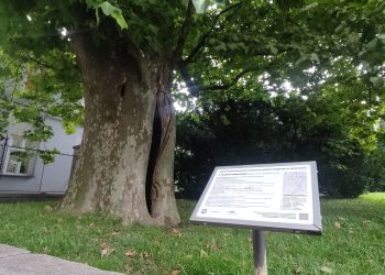 Choruje wiekowy platan przy ul.&nbsp;Zamkowej w&nbsp;Rzeszowie