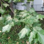 Choruje wiekowy platan przy ul. Zamkowej w Rzeszowie 6 - Polskie Radio Rzeszów Choruje wiekowy platan przy ul. Zamkowej w Rzeszowie - Polskie Radio Rzeszów