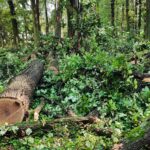 Nawałnice w Dębicy i w regionie (zdjęcia) 15 - Polskie Radio Rzeszów Nawałnice w Dębicy i w regionie (zdjęcia) - Polskie Radio Rzeszów