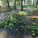 Nawałnice w Dębicy i w regionie (zdjęcia) 20 - Polskie Radio Rzeszów Nawałnice w Dębicy i w regionie (zdjęcia) - Polskie Radio Rzeszów