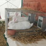 Tysiące osób uczestniczyło w imprezie rolniczej w Beskidzie Niskim (zdjęcia) - Polskie Radio Rzeszów