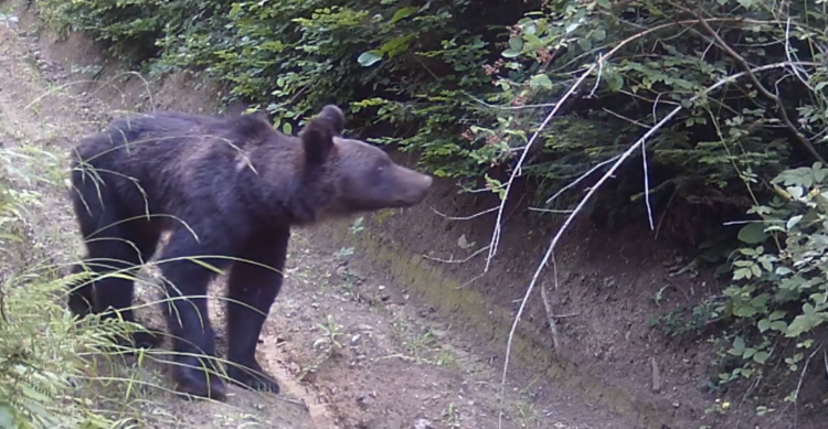 Niedźwiedź w okolicach Przemyśla