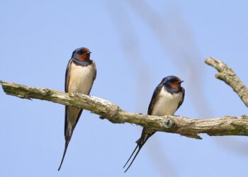 barn swallow ga0a059f60 1280