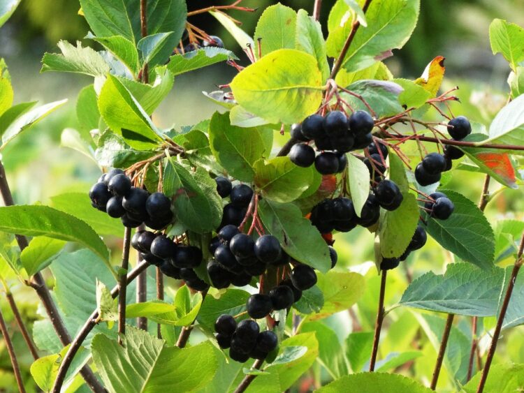Aronia. Owoc pełen antocyjanów