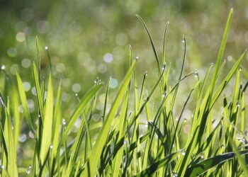 Ekolodzy przekonują, że&nbsp;sami możemy zadbać o&nbsp;planetę