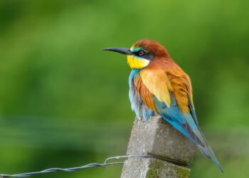 european bee eater 2115564 1280