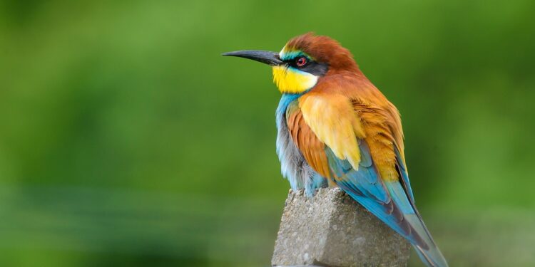 european bee eater 2115564 1280