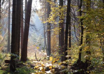 Atrakcje Podkarpacia na&nbsp;szlaku rowerowym Puszczy Sandomierskiej
