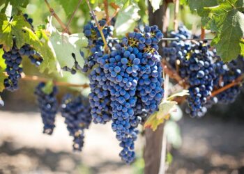 17. Międzynarodowe Dni Wina rozpoczęły się przed&nbsp;południem w&nbsp;Jaśle