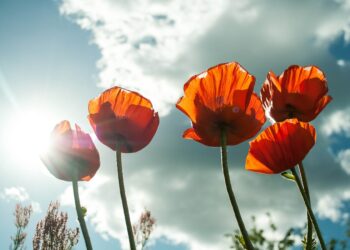 Będzie gorąco! Upały w całym regionie
