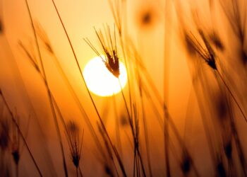 Pogoda na Podkarpaciu. W dzień upał, w nocy burze