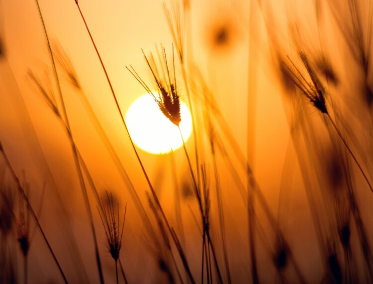 Pogoda na Podkarpaciu. W dzień upał, w nocy burze