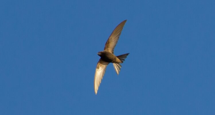 Łowcy komarów – jerzyki