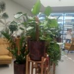 W szpitalu uniwersyteckim w Rzeszowie powstał zimowy ogród 2 - Polskie Radio Rzeszów W szpitalu uniwersyteckim w Rzeszowie powstał zimowy ogród - Polskie Radio Rzeszów