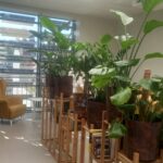 W szpitalu uniwersyteckim w Rzeszowie powstał zimowy ogród 3 - Polskie Radio Rzeszów W szpitalu uniwersyteckim w Rzeszowie powstał zimowy ogród - Polskie Radio Rzeszów