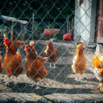 Premier: Przepraszamy za nasze błędy, ale broniliśmy interesów polskiej wsi wobec Brukseli, Kijowa i Berlina 21 - Polskie Radio Rzeszów Premier: Przepraszamy za nasze błędy, ale broniliśmy interesów polskiej wsi wobec Brukseli, Kijowa i Berlina - Polskie Radio Rzeszów