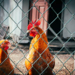 Premier: Przepraszamy za nasze błędy, ale broniliśmy interesów polskiej wsi wobec Brukseli, Kijowa i Berlina 20 - Polskie Radio Rzeszów Premier: Przepraszamy za nasze błędy, ale broniliśmy interesów polskiej wsi wobec Brukseli, Kijowa i Berlina - Polskie Radio Rzeszów