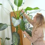 Ciekawostka botaniczna w Sędziszowie Młp. Zakwitła difenbachia 2 - Polskie Radio Rzeszów Ciekawostka botaniczna w Sędziszowie Młp. Zakwitła difenbachia - Polskie Radio Rzeszów