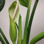 Ciekawostka botaniczna w Sędziszowie Młp. Zakwitła difenbachia 3 - Polskie Radio Rzeszów Ciekawostka botaniczna w Sędziszowie Młp. Zakwitła difenbachia - Polskie Radio Rzeszów