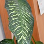 Ciekawostka botaniczna w Sędziszowie Młp. Zakwitła difenbachia 4 - Polskie Radio Rzeszów Ciekawostka botaniczna w Sędziszowie Młp. Zakwitła difenbachia - Polskie Radio Rzeszów