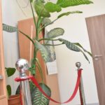 Ciekawostka botaniczna w Sędziszowie Młp. Zakwitła difenbachia 5 - Polskie Radio Rzeszów Ciekawostka botaniczna w Sędziszowie Młp. Zakwitła difenbachia - Polskie Radio Rzeszów