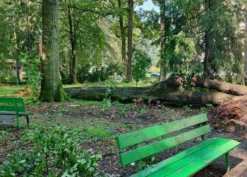 Służby miejskie i&nbsp;strażacy nadal usuwają skutki nawałnicy w&nbsp;Dębicy