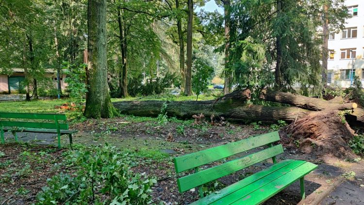 Służby miejskie i strażacy nadal usuwają skutki nawałnicy w Dębicy