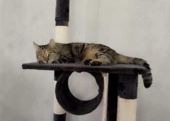 W&nbsp;Rzeszowie powstała kawiarnia, w&nbsp;której&nbsp;można adoptować kota