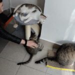 W Rzeszowie powstała kawiarnia, w której można adoptować kota 4 - Polskie Radio Rzeszów W Rzeszowie powstała kawiarnia, w której można adoptować kota - Polskie Radio Rzeszów