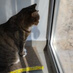 W Rzeszowie powstała kawiarnia, w której można adoptować kota 5 - Polskie Radio Rzeszów W Rzeszowie powstała kawiarnia, w której można adoptować kota - Polskie Radio Rzeszów