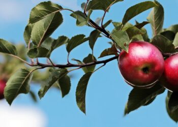 28 września – Światowy Dzień Jabłka i Międzynarodowy Dzień Tajniaka