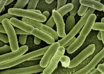 koli bacteria 123081 1280