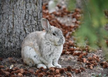 26 września – Światowy Dzień Królika