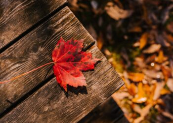 23 września – Dzień Spadającego Liścia