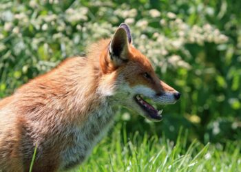 Jesienna akcja szczepienia lisów przeciwko wściekliźnie