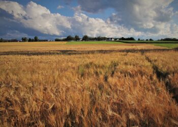 Rafał Telus: Zawsze będziemy chronić interesów polskiej wsi