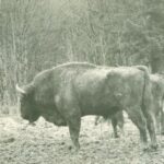 Edward Marszałek o populacji żubra w Bieszczadach 2 - Polskie Radio Rzeszów Edward Marszałek o populacji żubra w Bieszczadach - Polskie Radio Rzeszów