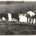 Edward Marszałek o populacji żubra w Bieszczadach 7 - Polskie Radio Rzeszów Edward Marszałek o populacji żubra w Bieszczadach - Polskie Radio Rzeszów