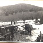 Edward Marszałek o populacji żubra w Bieszczadach 5 - Polskie Radio Rzeszów Edward Marszałek o populacji żubra w Bieszczadach - Polskie Radio Rzeszów