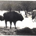 Edward Marszałek o populacji żubra w Bieszczadach 6 - Polskie Radio Rzeszów Edward Marszałek o populacji żubra w Bieszczadach - Polskie Radio Rzeszów