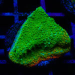 Akwarystyka morska, czyli podwodny świat ryb i koralowców - Polskie Radio Rzeszów