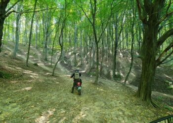 Leśnicy ścigają złodziei drewna i&nbsp;miłośników quadów. Akcja „Jesień” w&nbsp;lasach regionu