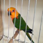 Egzotyczne ptaki na wystawie w ośrodku kultury w Chorzelowie - Polskie Radio Rzeszów